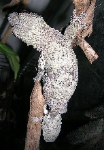 female mossy