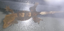 harlequin female crested gecko