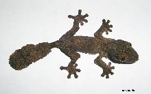 dorsal view