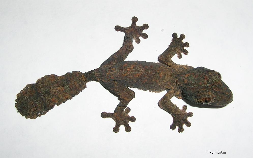 dorsal view