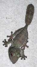july green mottled henk