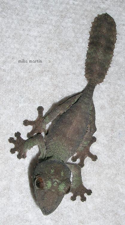 july green mottled henk