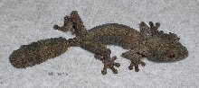 july bark henk