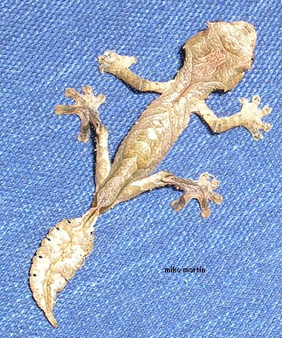 new satanic hatchling