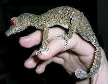 laurel