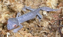 may 31 daytime hatchling
