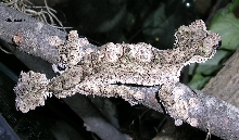 newer male corkbark