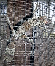 new female