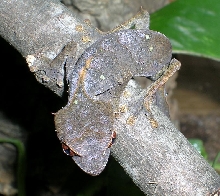 juvie female phantasticus
