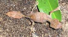 juvie female #2
