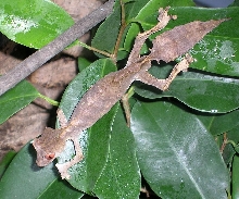 male phantasticus 2