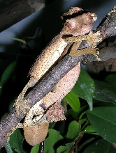 mating phantasticus