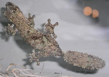 newer mossy female