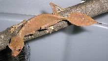 red female phantasticus