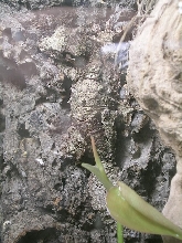 uroplatus pietschmanni