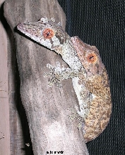 gecko lovin