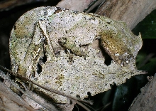 uroplatus phantasticus male