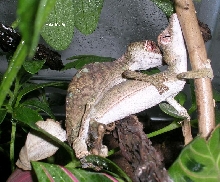 mating u. phantasticus