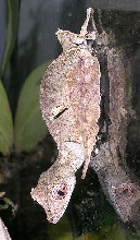 on the glass