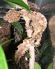 brown blotched male phantasticus