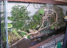 phantasticus tank