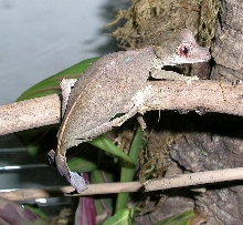 gee, ya think shes gravid?