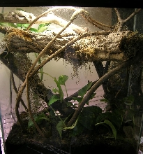 sikorae tank