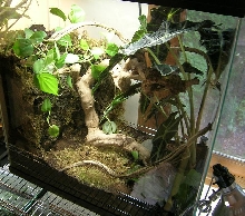 corkbark leaftail tank