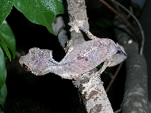 male phantasticus