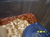 2009 Cudjoe Key Corn