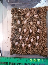 5 lined skink eggs