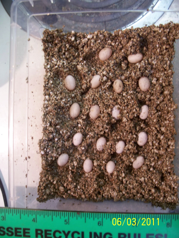 5 lined skink eggs