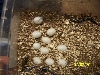 5 lined skinks hatching