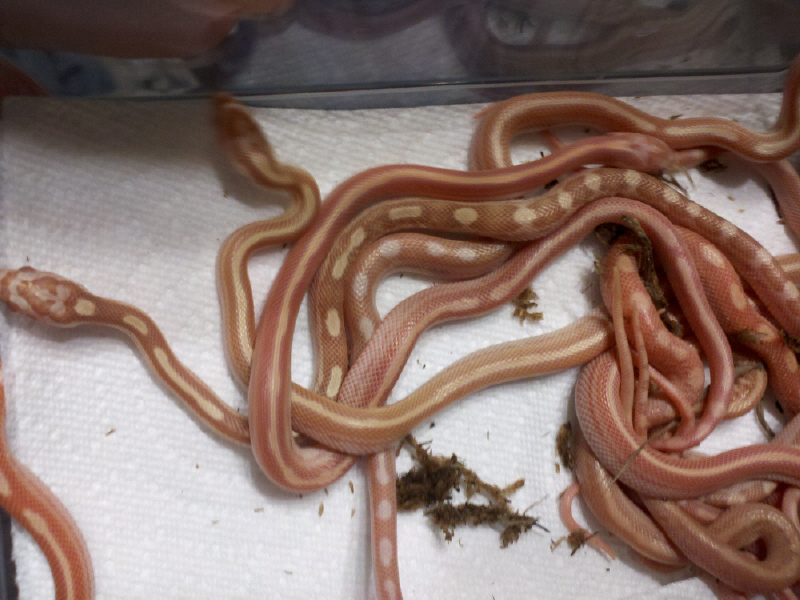Butter babies
