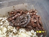 2010 Upper Keys Corn Babies