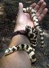 Spotty yearling 1