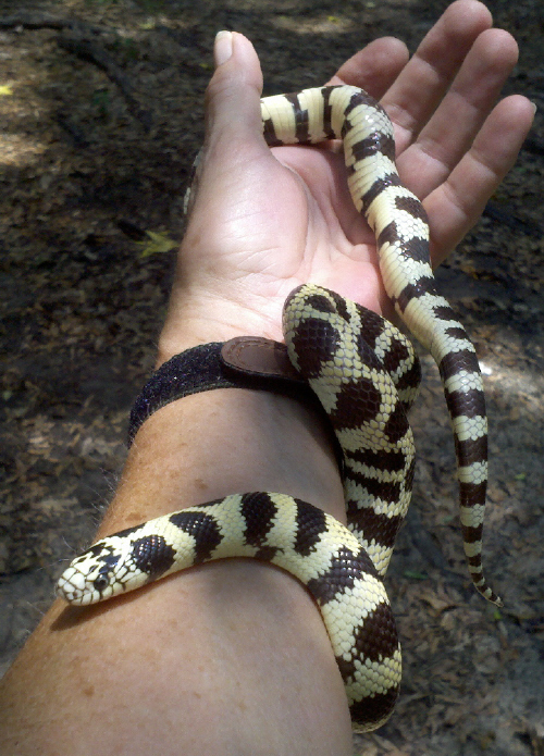 Spotty yearling 1