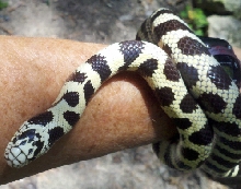 Spotty yearling 2