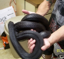 Adult Female Black Pine
