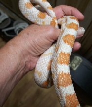 Creamsicle?