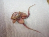Deformed cojoined corn baby 2