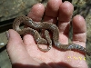 Earth snake