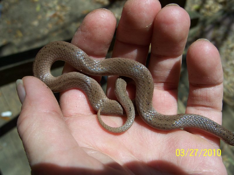 Earth snake