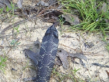 Eastern Hognose ANF June 2010