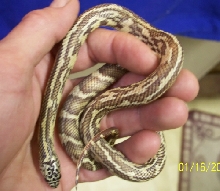 female hypo fla x eastern