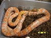 Adult female upper keys corn