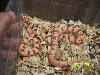 F. Reverse Okeetee