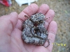 Injured baby grey rat