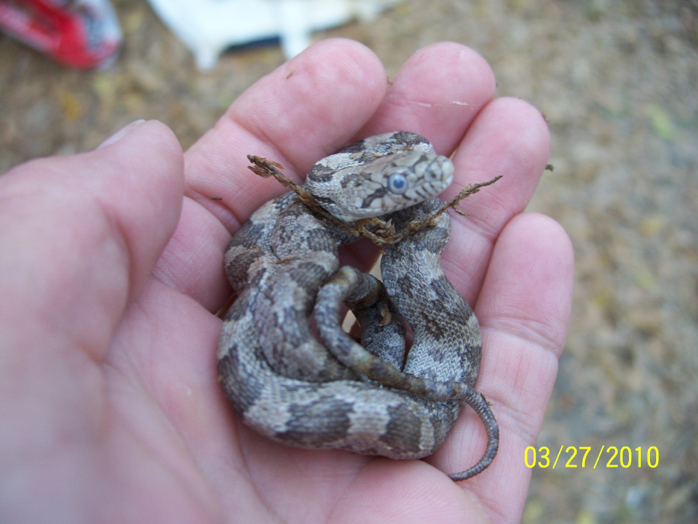 Injured baby grey rat