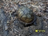 Gulf Coast Box Turtle Laying Eggs